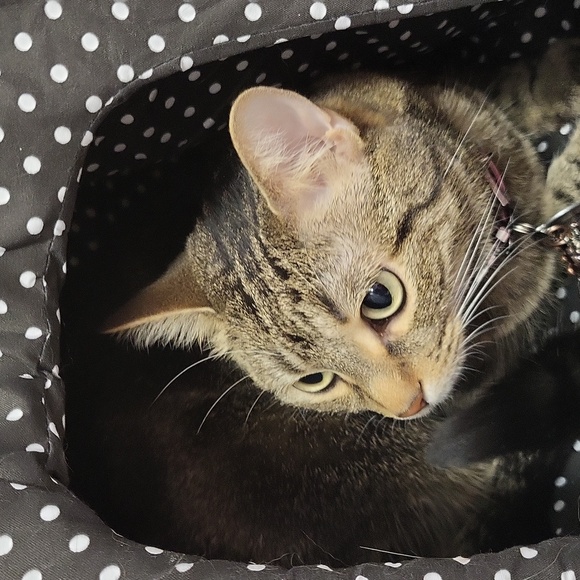 Brand New POLKA-DOT "STRAWBERRY" Shaped Soft Cat House-L - Picture 6 of 9